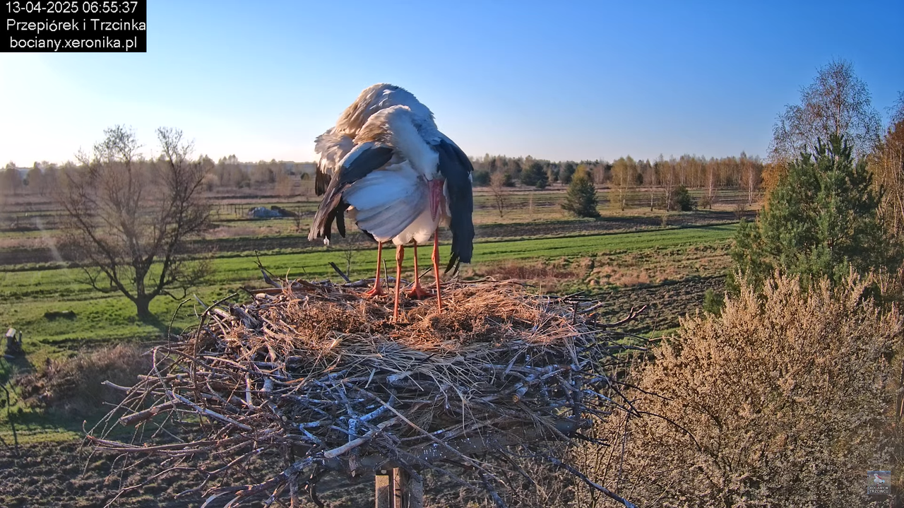 13042025bociany7