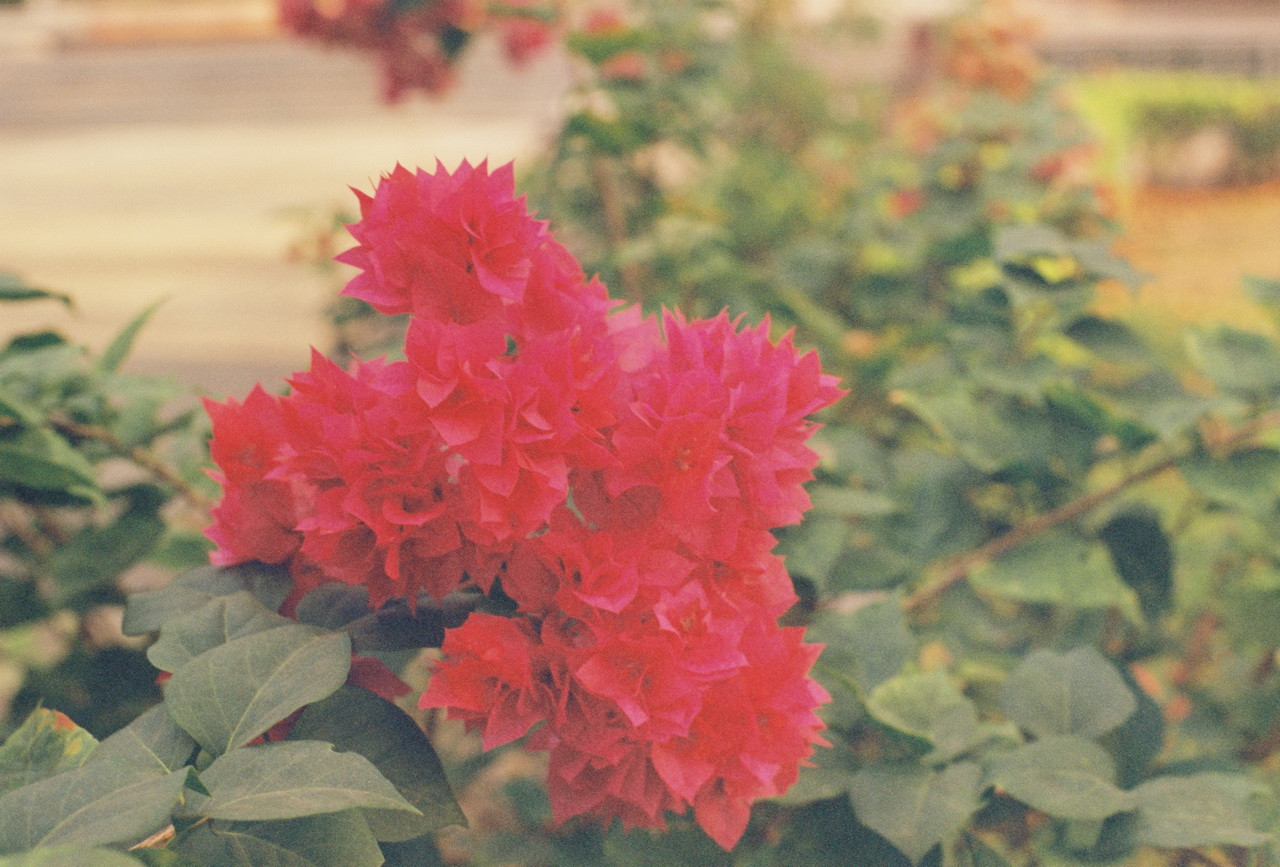 Vision3-250D-Spot-17