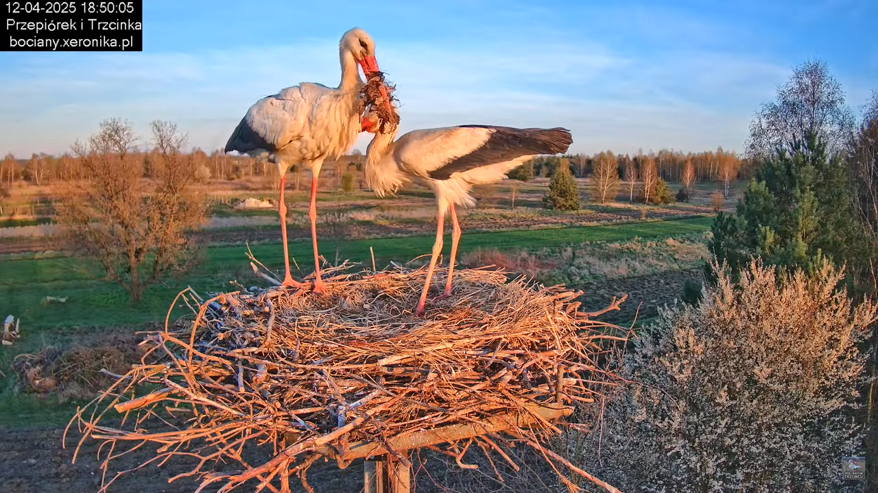 12042025bociany20