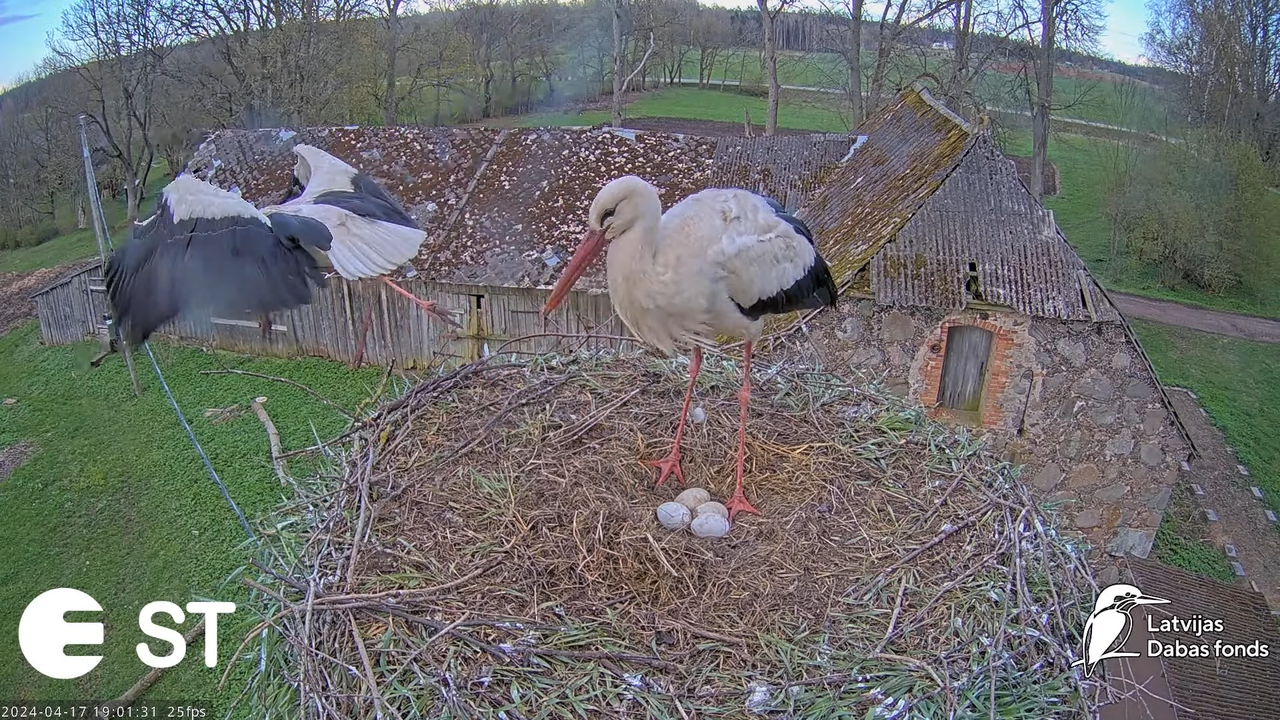 Baltie stārķi (Ciconia ciconia) Tukuma novadā - LDF tiešraide __ White storks in Tukums, Latvia 11-5