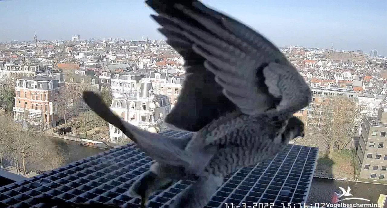 amsterdam - Amsterdam/Rijksmuseum screenshots © Beleef de Lente/Vogelbescherming Nederland Video-2022-03-11-151656-Moment-6