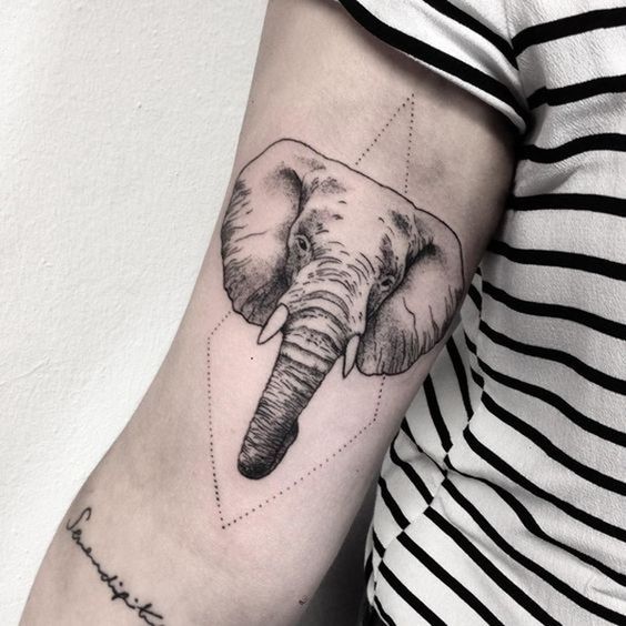 elephant