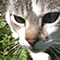 A cute cat.