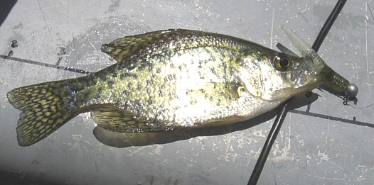 [Image: crappie-on-cone-tail-grub-zpsuki3e4h4.jpg]