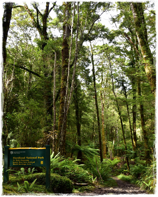 Fiordland NP: Humpridge Track (febrero 2021) - Escapadas y rutas por la Nueva Zelanda menos conocida (11)