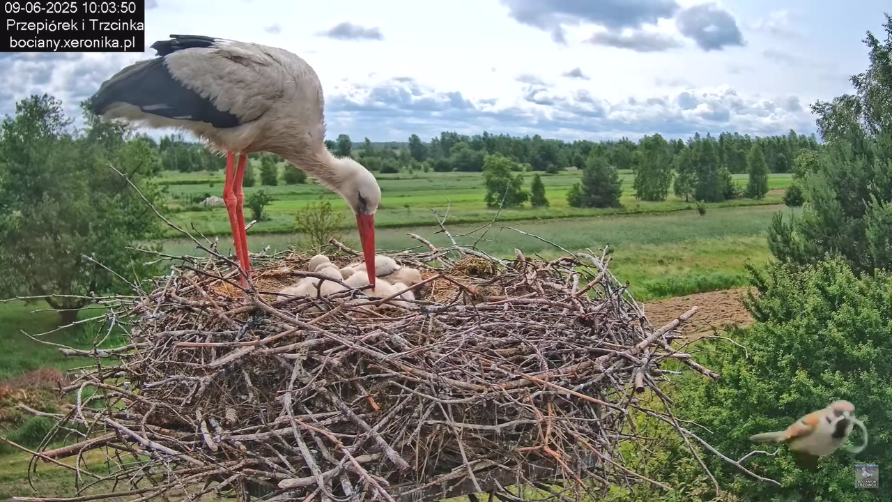 09062025bociany25