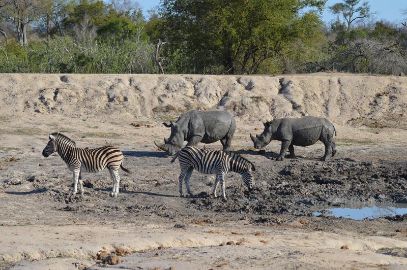 DÍA 12: SABI SAND (Elephant Plains Game Lodge) - Sudáfrica y Seychelles 2018 - Una Honeymoon llena de vida (20)