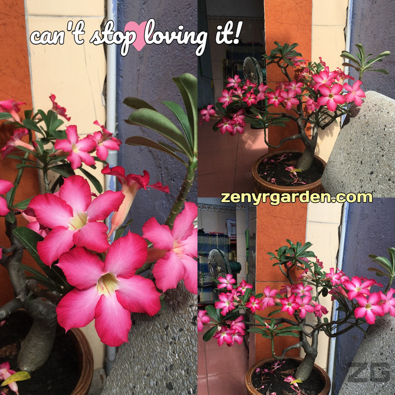 adenium-obesum-pink-flowers.jpg