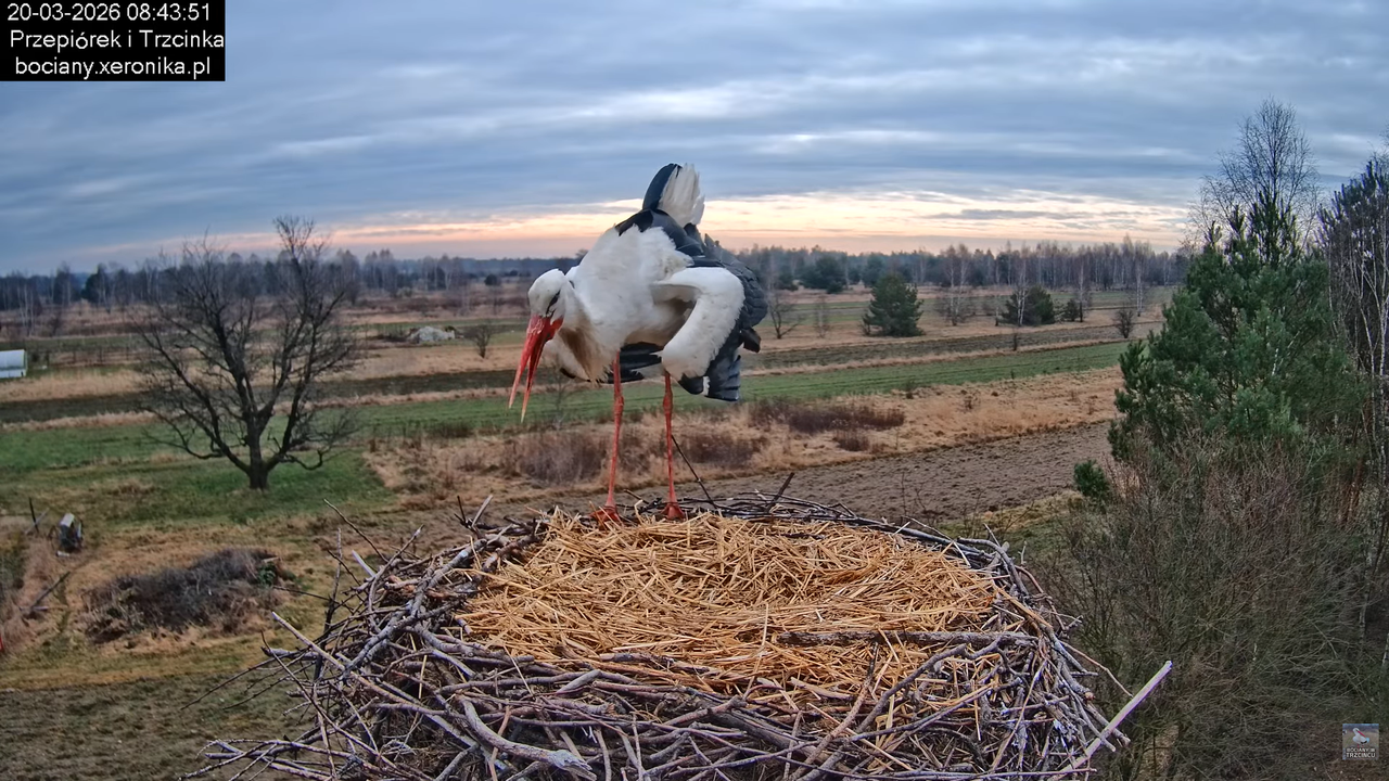 20032026bociany 24