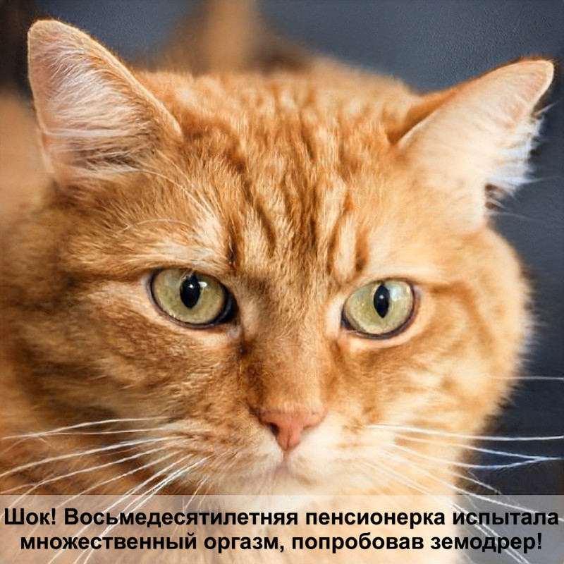 тайская кошка лезет шерсть