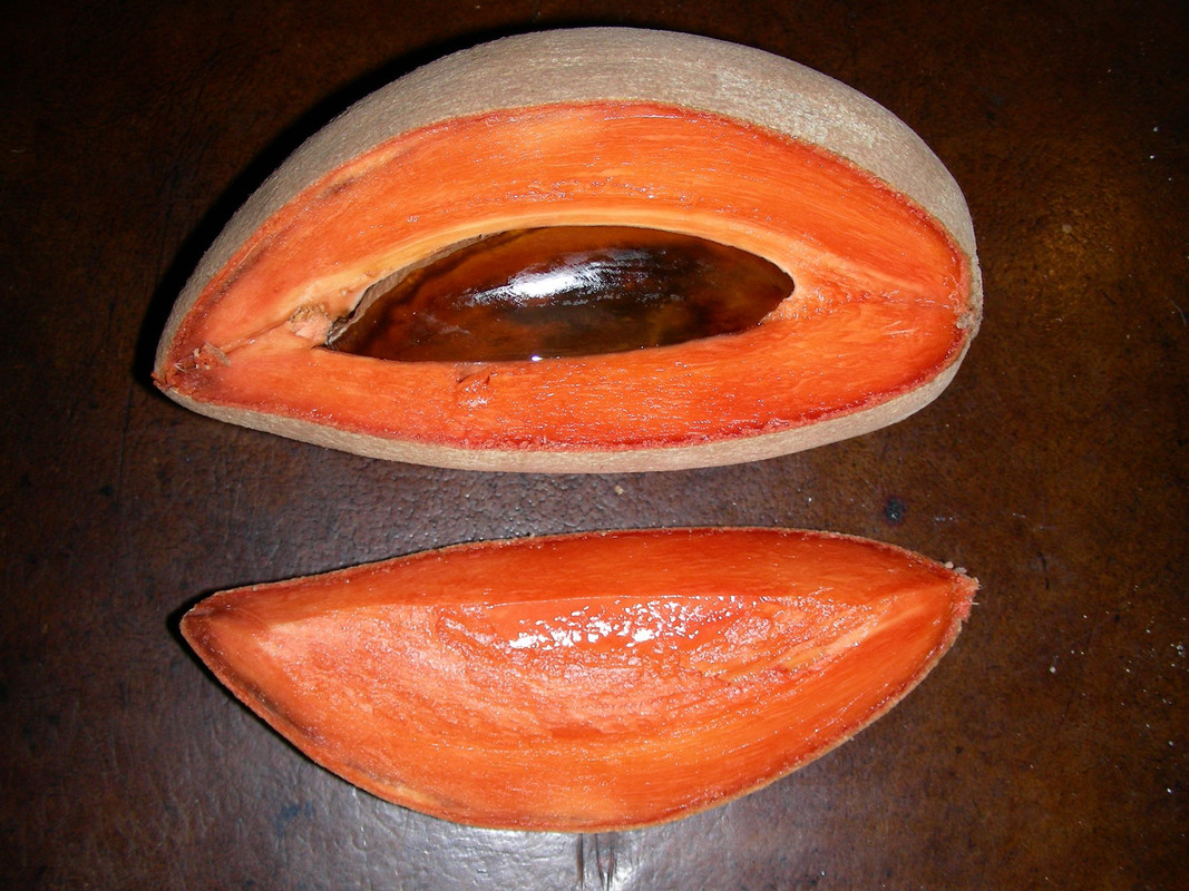 Pouteria sapota  - Mamey