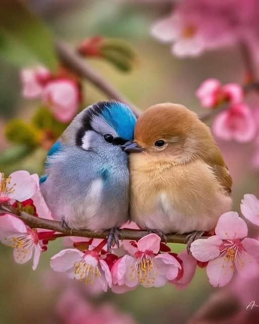 [Image: 481565915-1062473849251644-2304543444137964442-n.jpg]