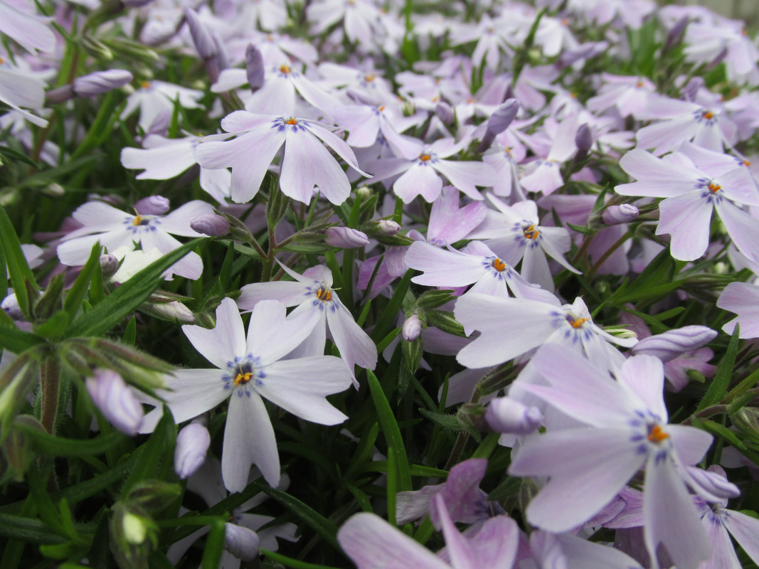 Lawn and Gardens 04.23.2019  (6)