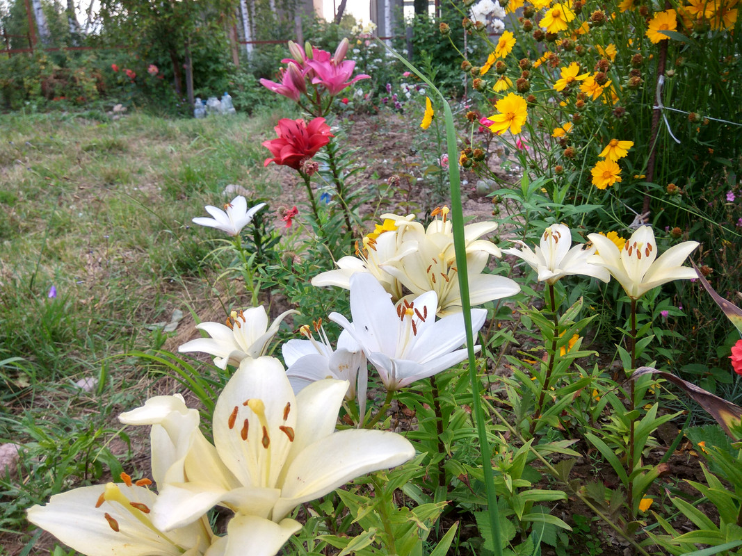 IMG_20170723_202303_HDR