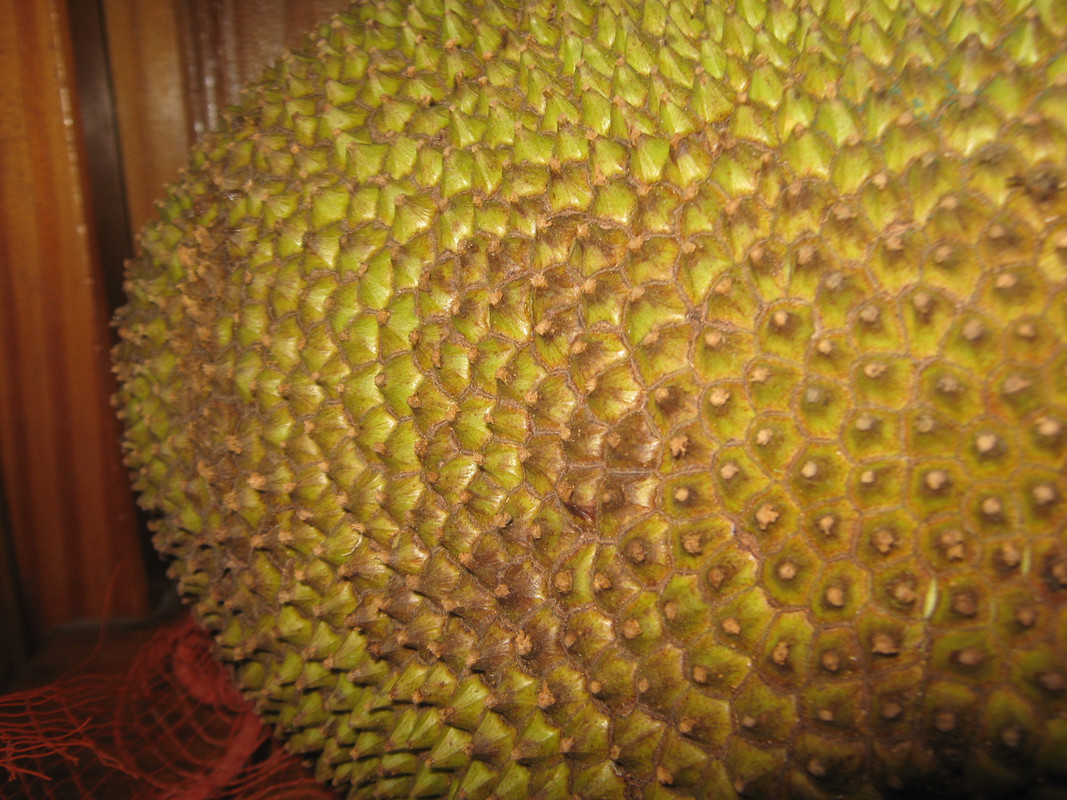 jack_fruit_junin-20150126T214821