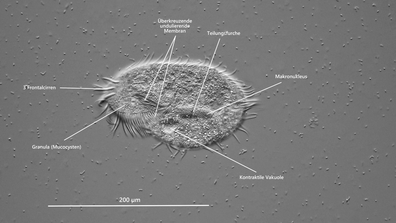 Paraurostyla 02 weissei Vielfußtier DIK 40-Z7.1