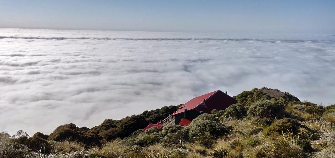 Escapadas y rutas por la Nueva Zelanda menos conocida - Blogs de Nueva Zelanda - Tararua Forest Park: Mt Holdsworth Loop (noviembre 2019) (6)