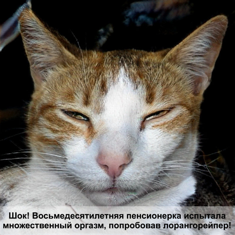 кошки на которых нет аллергии