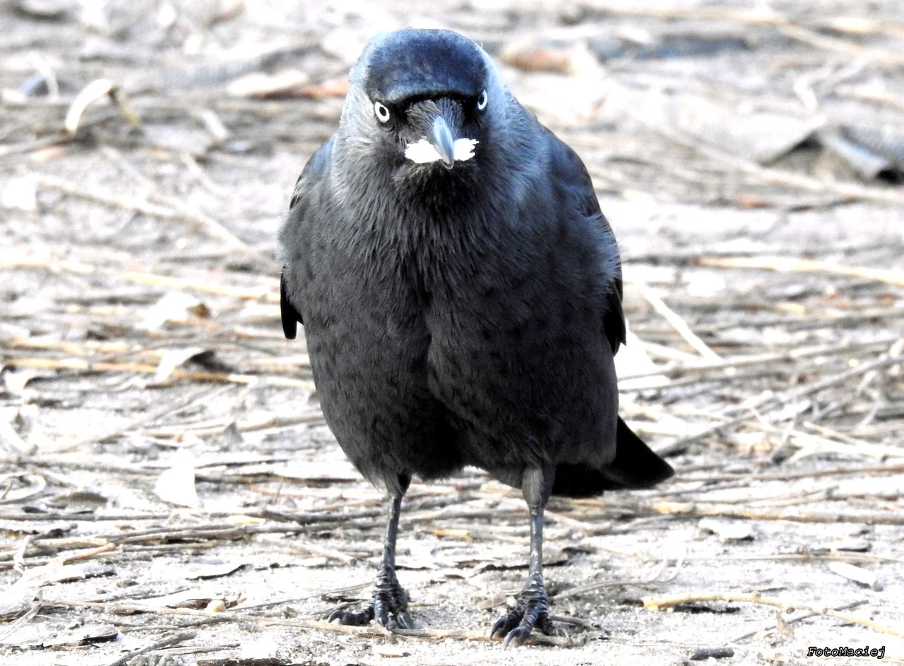 Kawka