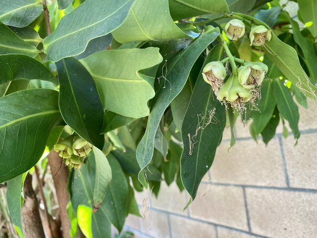 [Image: A6-EDE216-16-D9-44-A7-8170-10-A7-D59-F4-AFA.jpg]