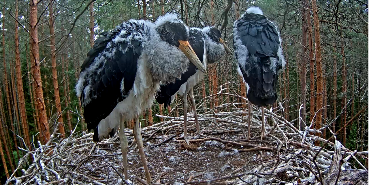 Képernyőkép – 2018-07-03 08-47-25