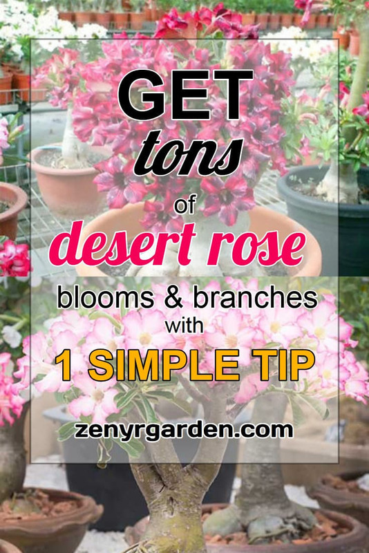 multiply-adenium-branches-without-pruning.jpg
