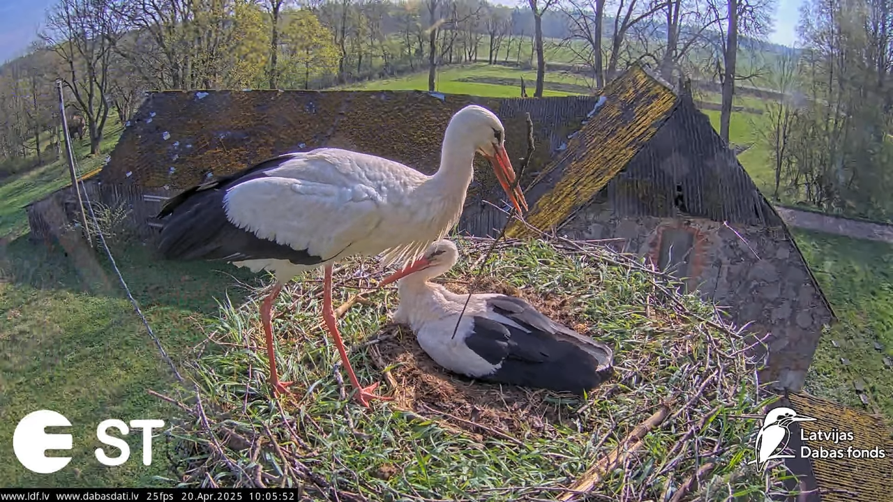 (42) Baltie stārķi (Ciconia ciconia) Tukuma novadā __ White storks in Tukums, Latvia - YouTube - 741