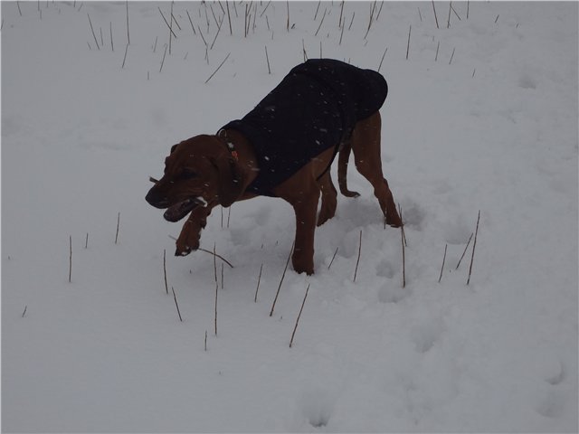 попонка для риджа