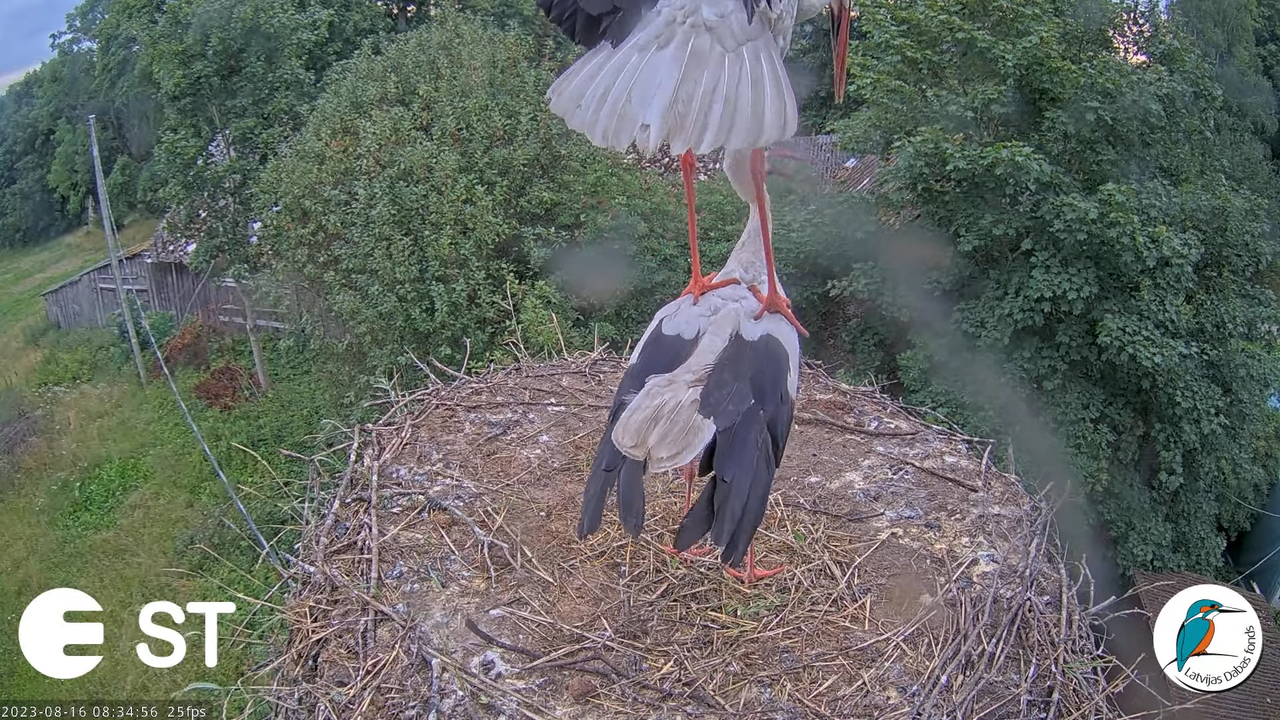 Baltie stārķi (Ciconia ciconia) Tukuma novadā - LDF tiešraide __ White storks in Tukums, Latvia 11-5