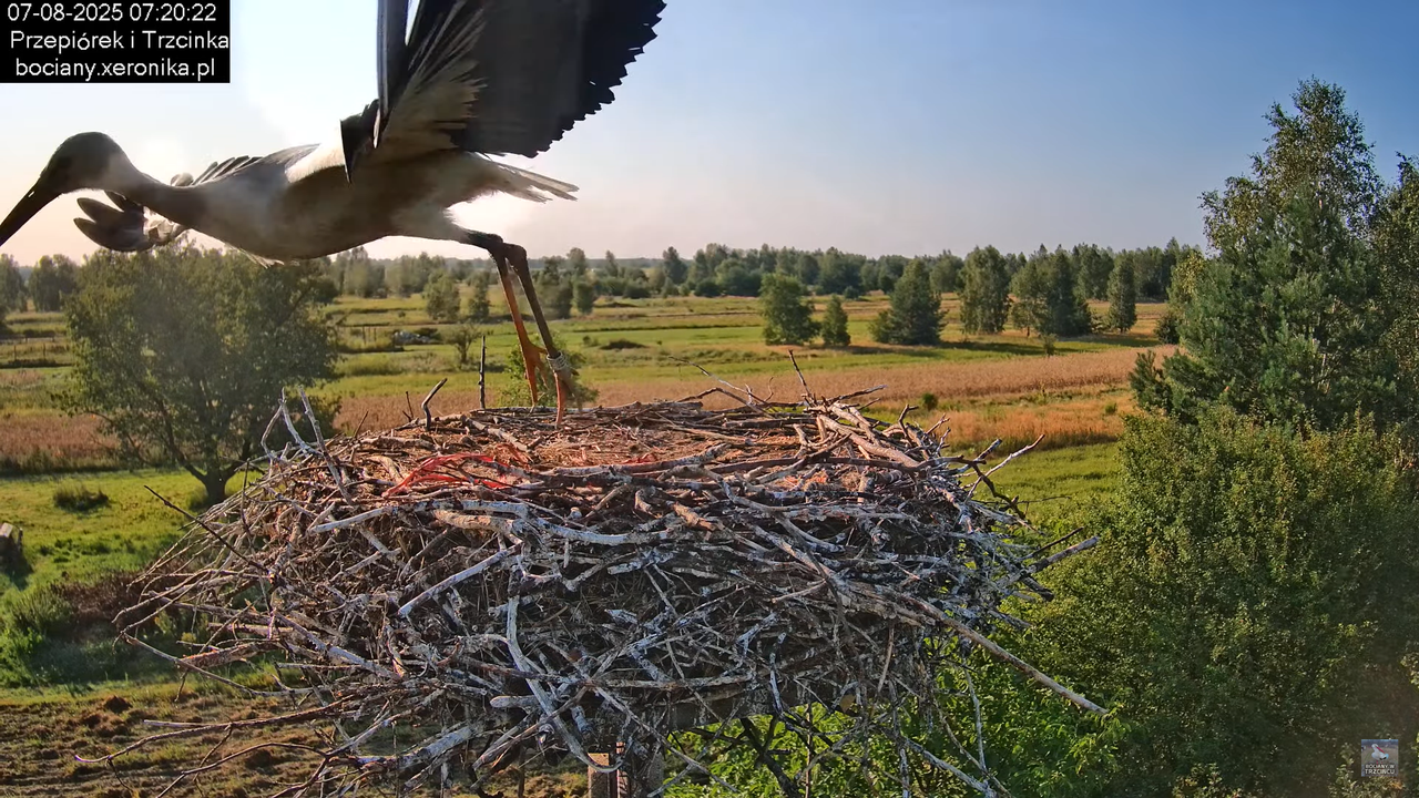 07082025bociany9