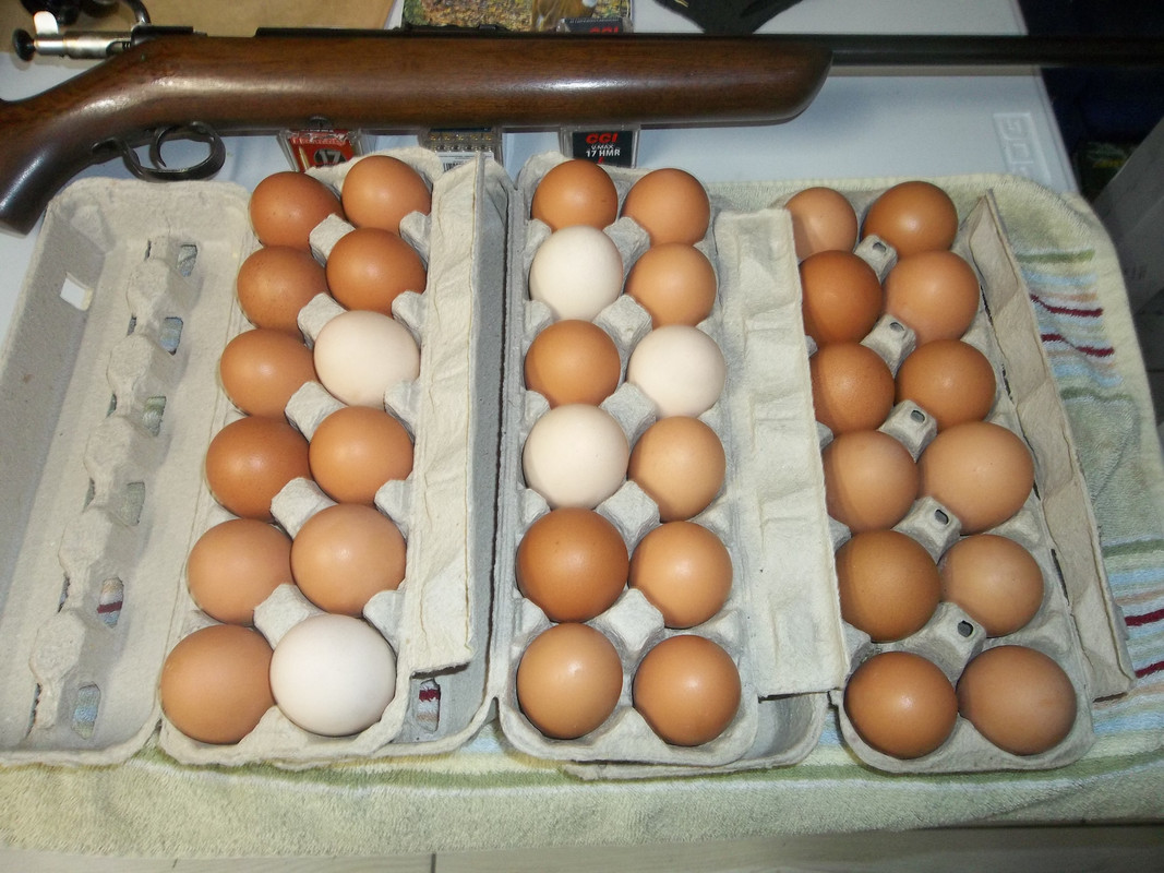 eggs