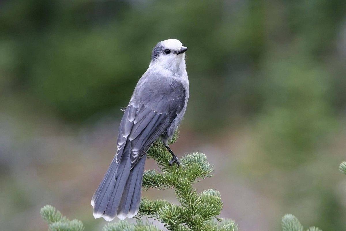 Canada Jay Symbolize