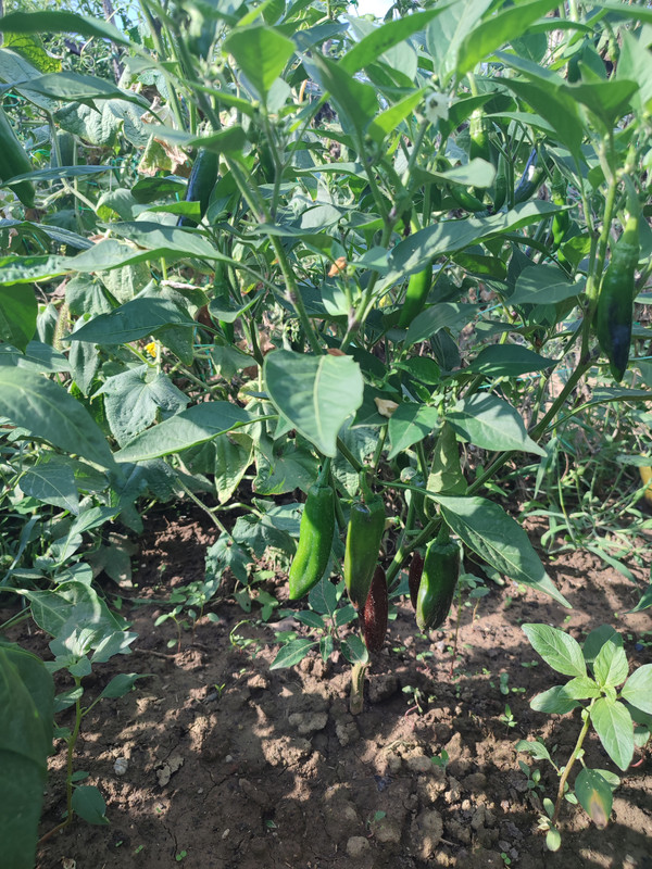 [Слика: IMG-20220826-153247.jpg]