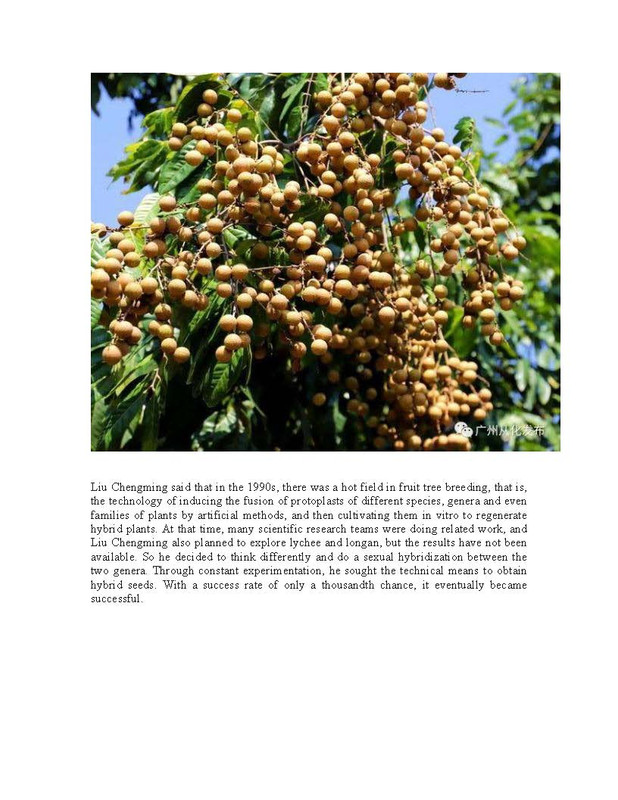 Hybrid_Longan(pdf)_Page_7