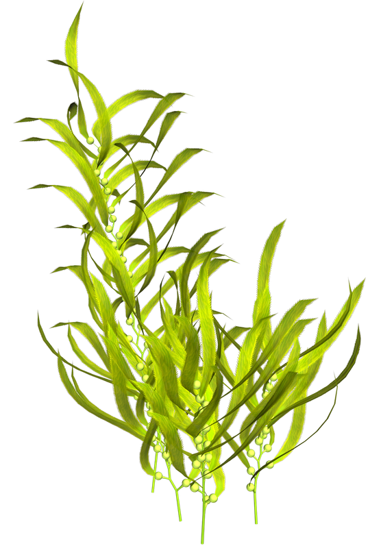 element_ks (110)