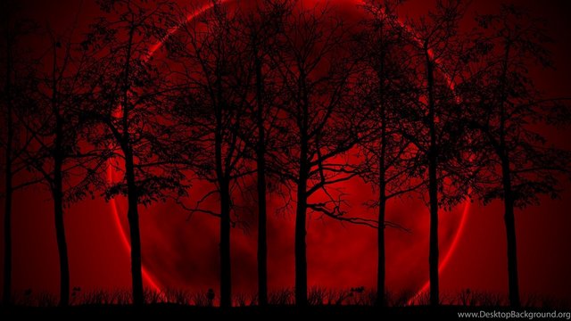 107-1075434_la-la-la-land-dark-forest-wallpaper-4k