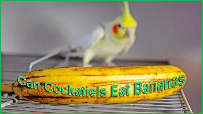 Can Cockatiels Eat Bananas