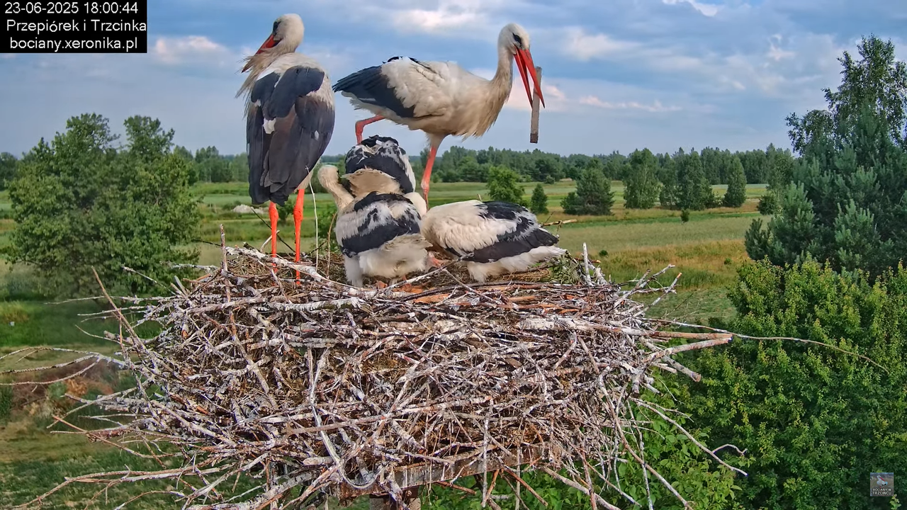 23062025bociany33