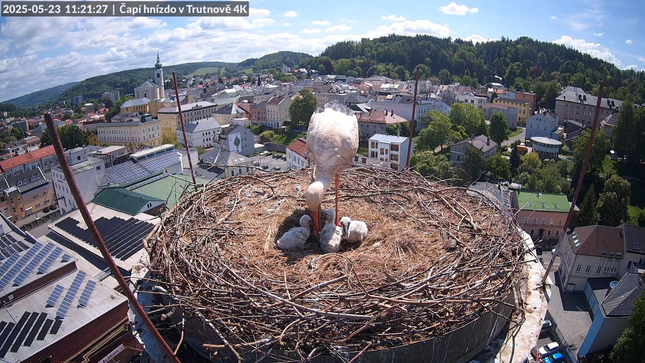 Tiešraide no stārķa ligzdas uz alus darītavas skursteņa Trutnovā 9-24-23 screenshot