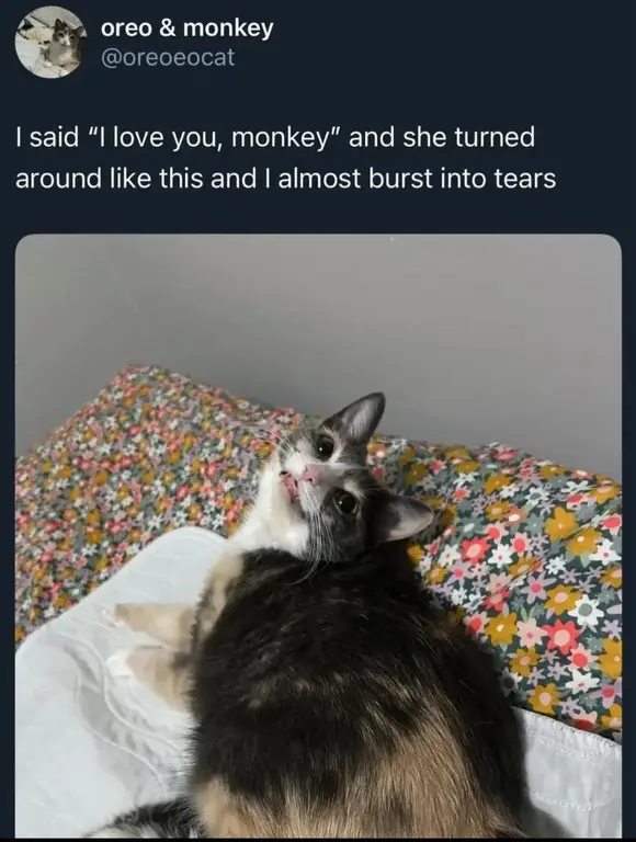 ucisytekdlmf1