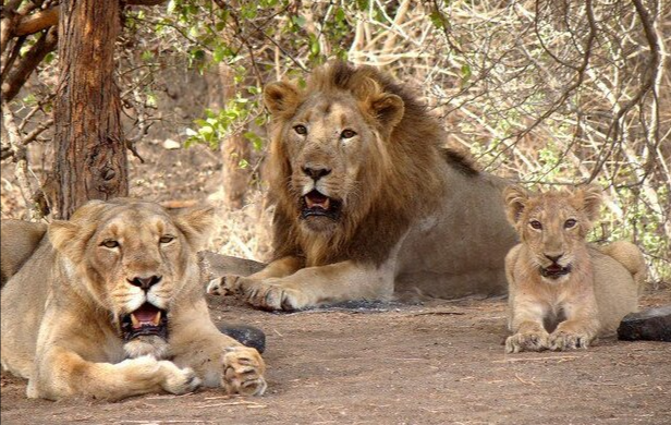 Sasan Gir