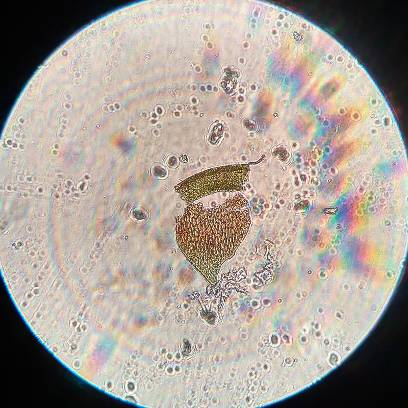 IMG 20250615 222450 HDR