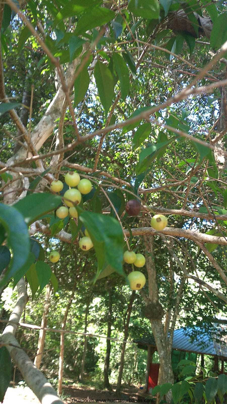 Huertasurbanas_com-guapo4.jpeg-20220103_145114Guaporeti