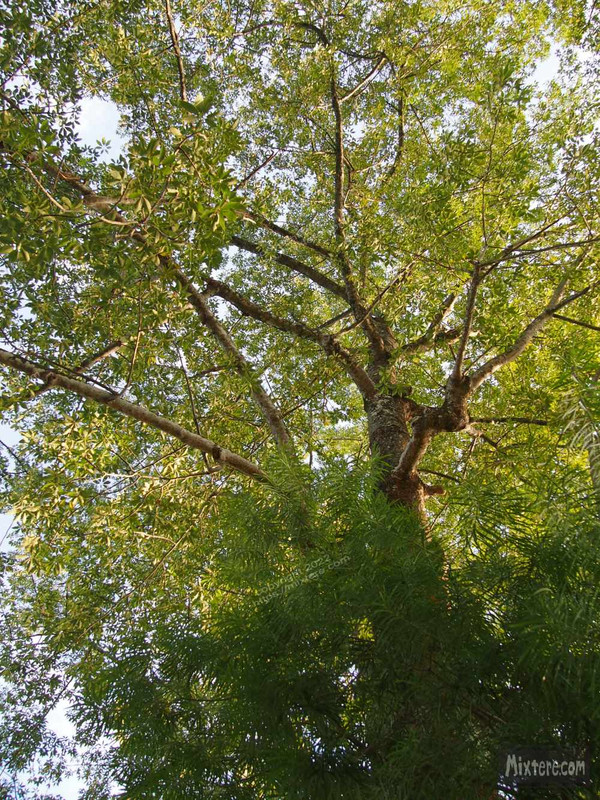 BBG&B20KazirangaAndMajuli - 14