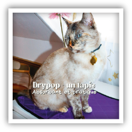 Site-Web-vignette-Instagram-Drypop-53