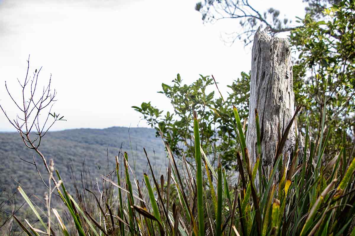 A stump…