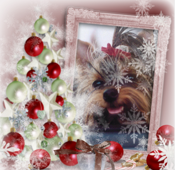 ZZZZZZZZ NOEL Amis 4