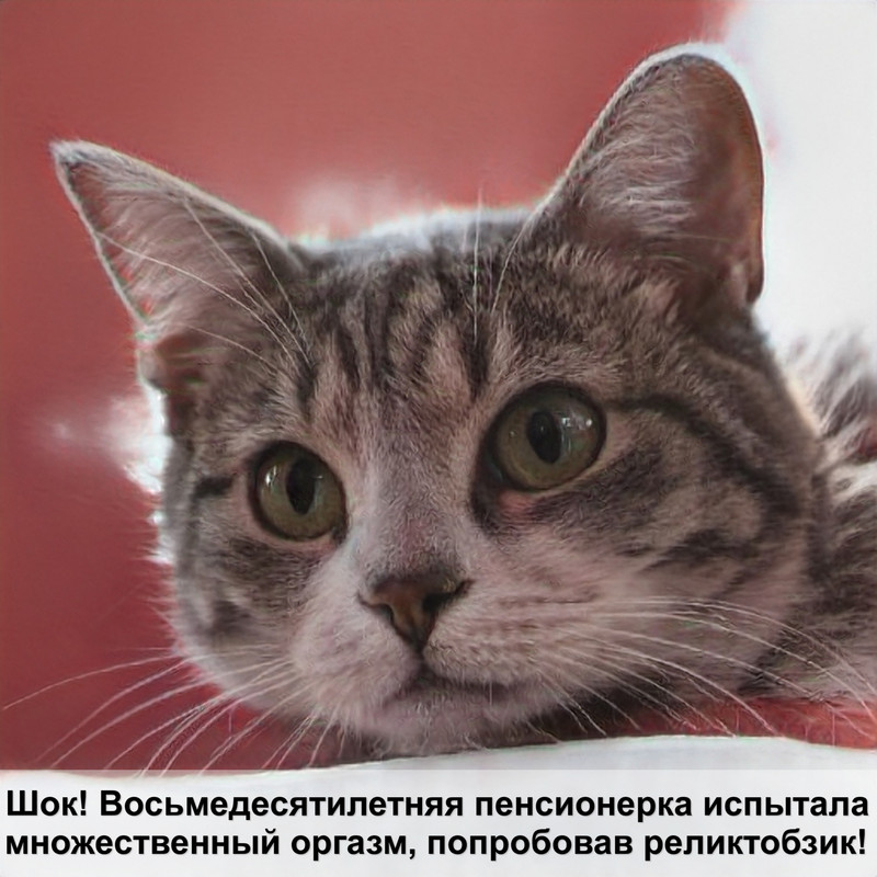 фото котенка