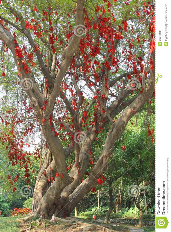 banyan-tree-happiness-red-ribbons-china-chinese-people-belief-robbons-will-bring-them-prosperity-wea