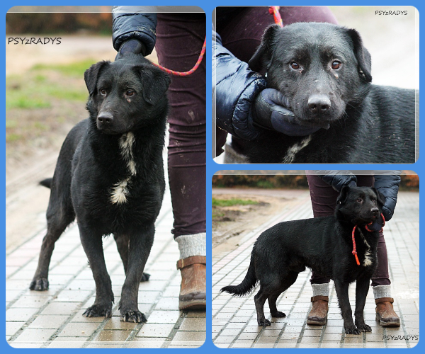 BeFunky-collage (16)